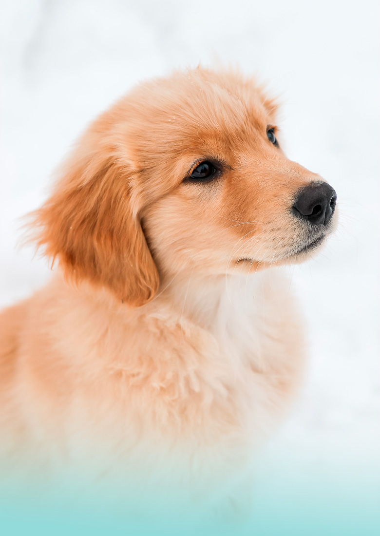 cane dal veterinario