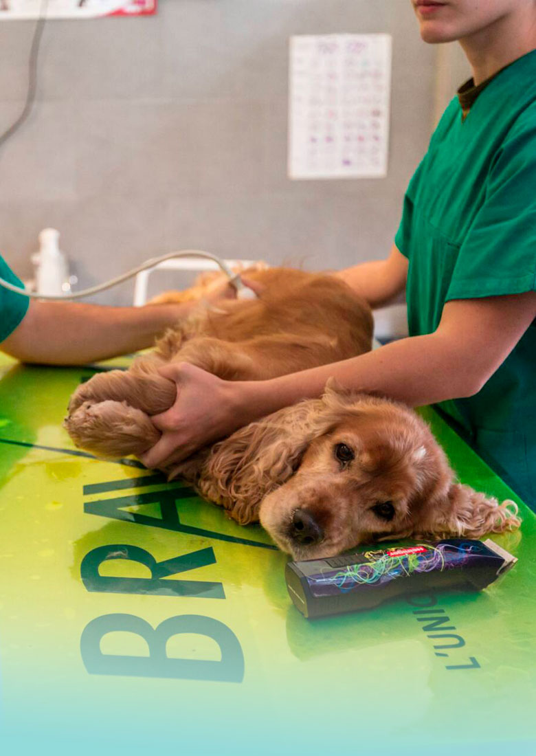 cane dal veterinario