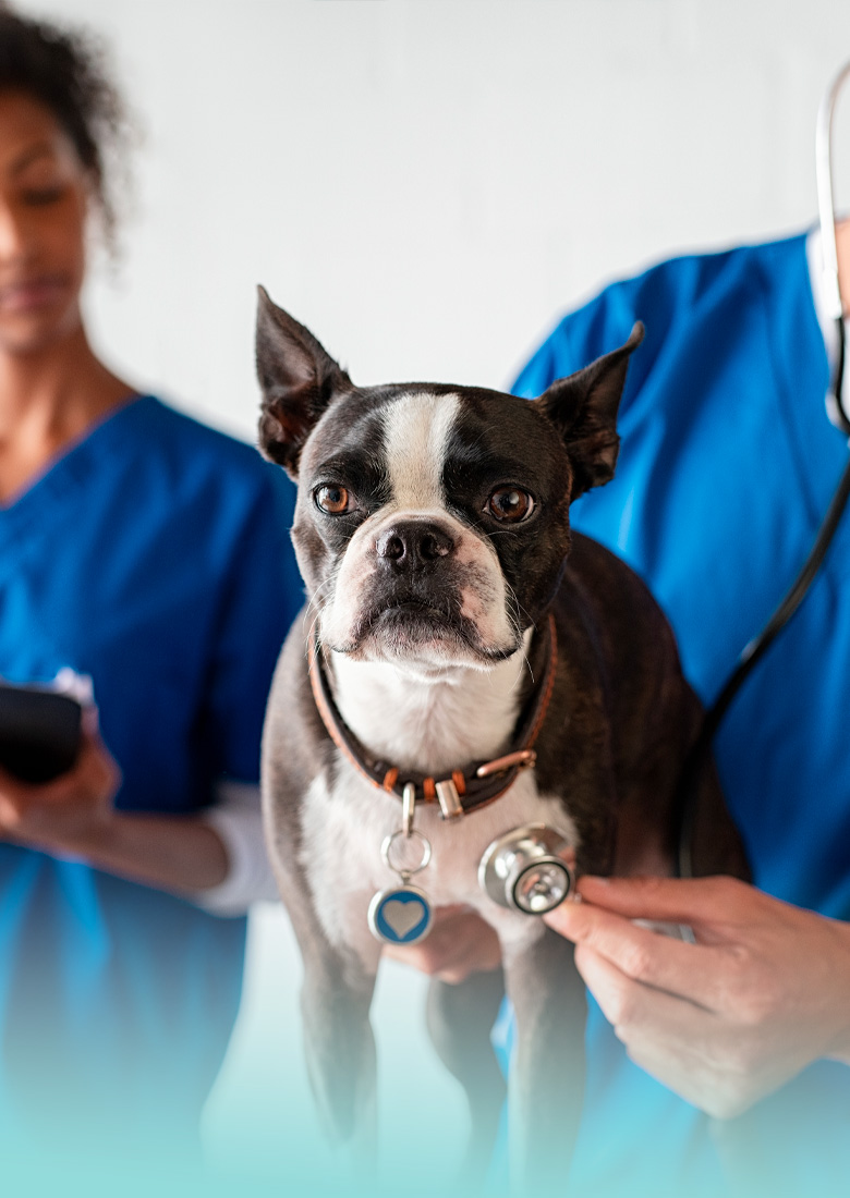 visite dal veterinario