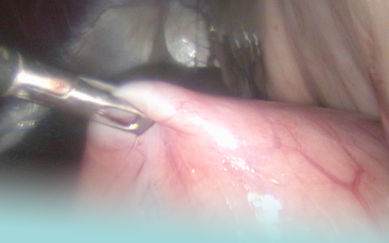 veterinaria-al-quadrato-servizi-1280x800-laparoscopia-2