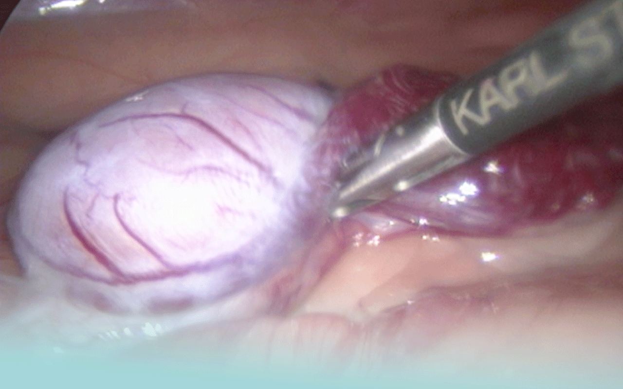 veterinaria-al-quadrato-servizi-1280×800-laparoscopia-3